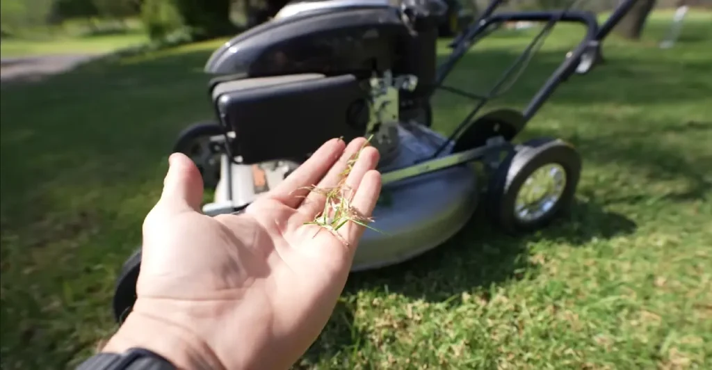 Professional lawn care services focused on healthy lawns