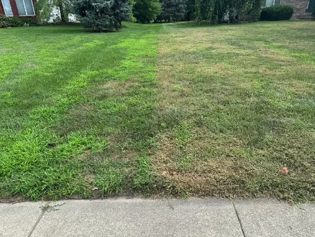 Professional lawn maintenance for a healthy yard