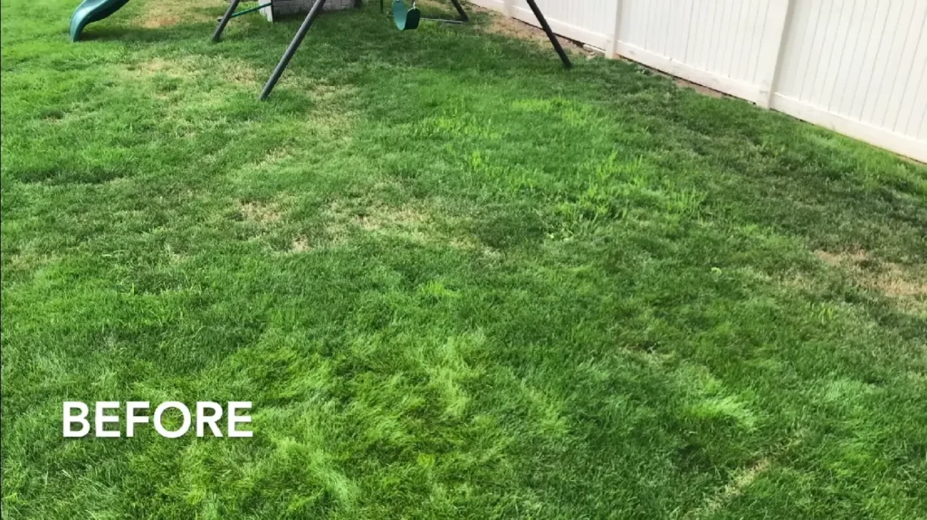 Healthy green lawn cared for by local professionals