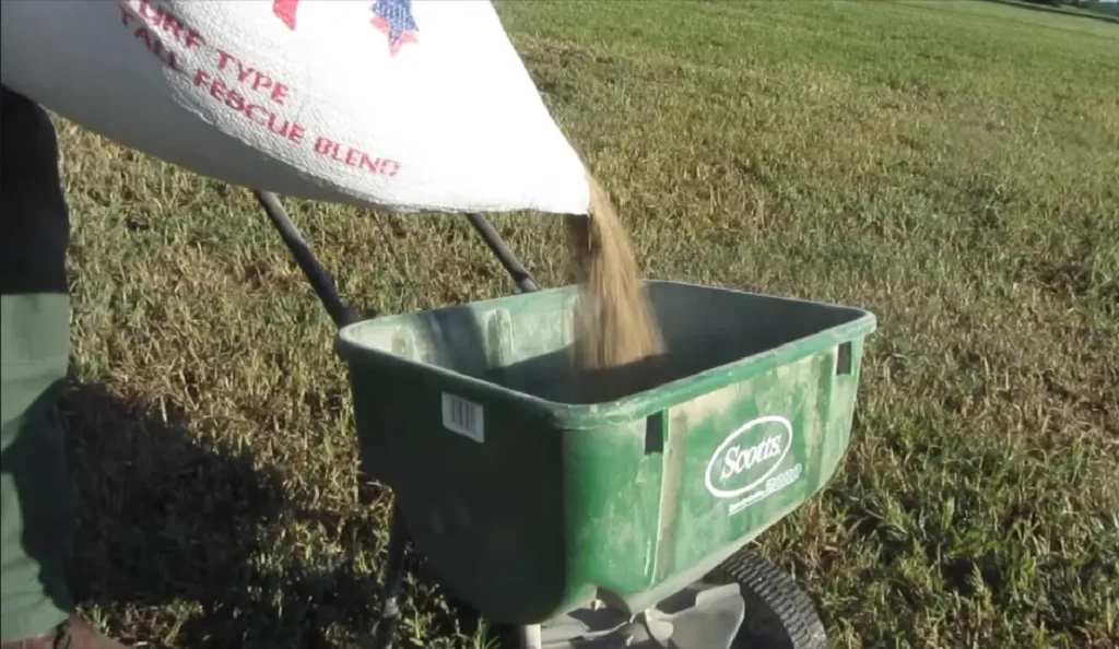 Healthy thick lawn after aeration and overseeding