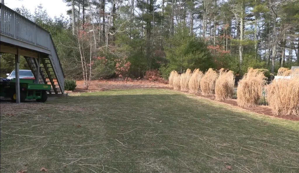 New grass seedlings improving lawn density