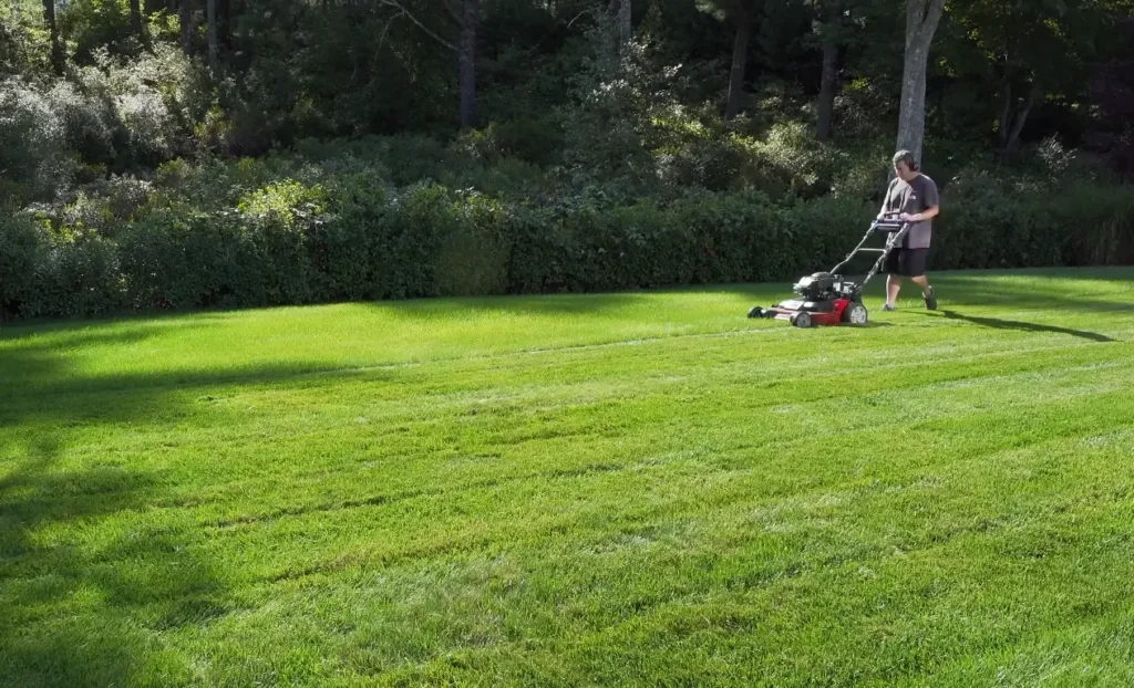 Grass seed filling thin residential lawn areas