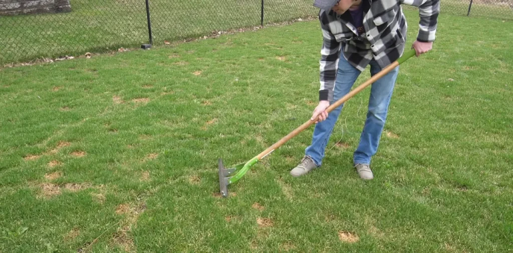 Damaged lawn needing aeration and overseeding