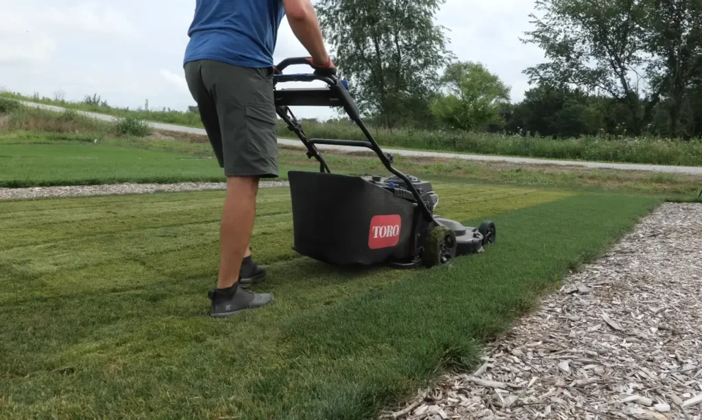 Thin grass caused by heavy lawn traffic