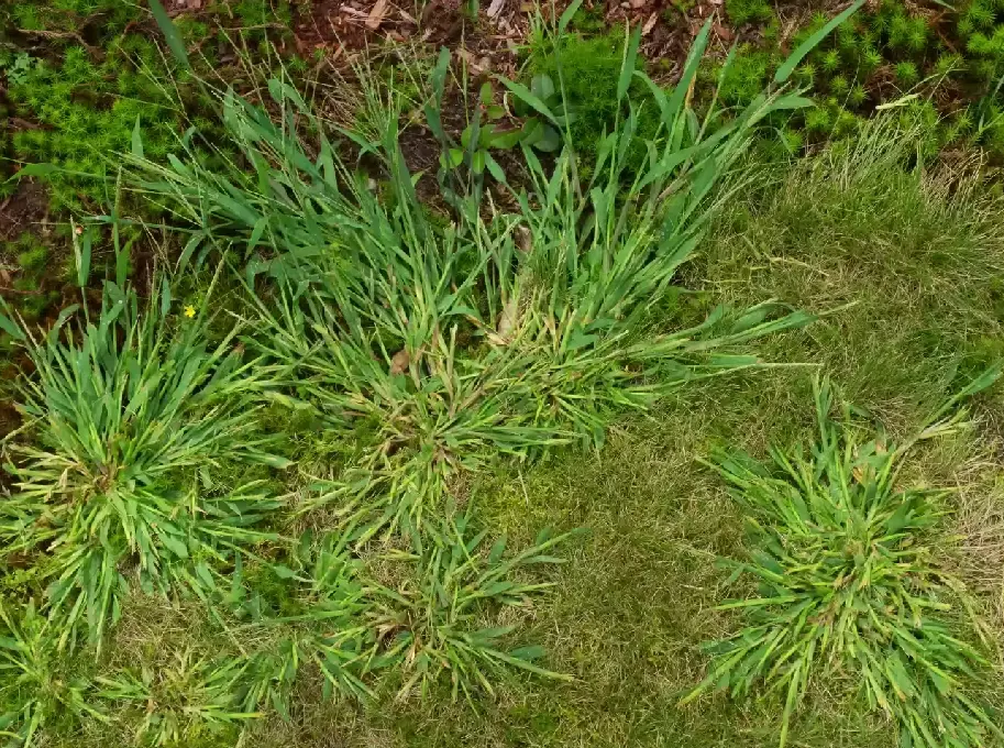 Healthy grass crowding out lawn weeds