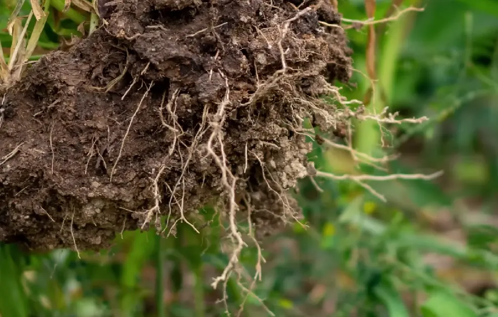 Dense turf preventing weeds from growing