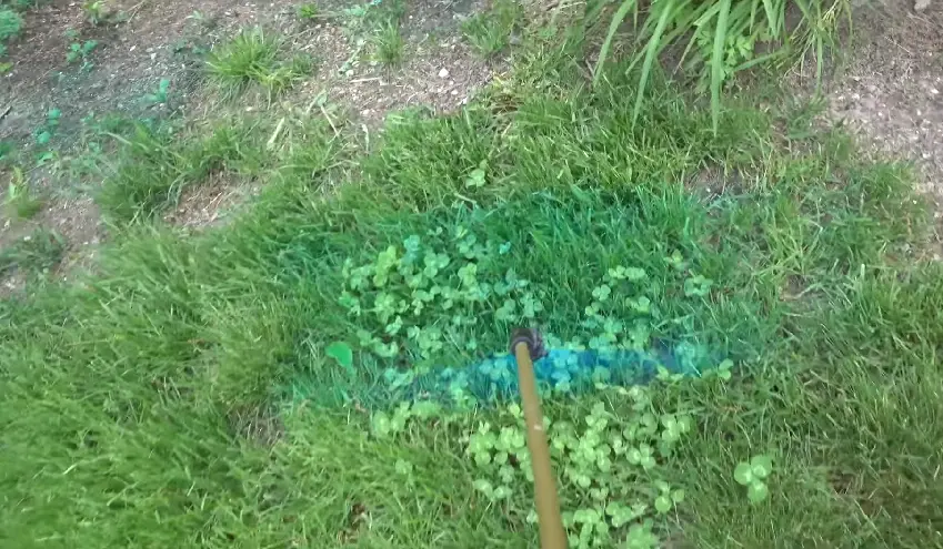 Broadleaf weeds spreading through thin grass