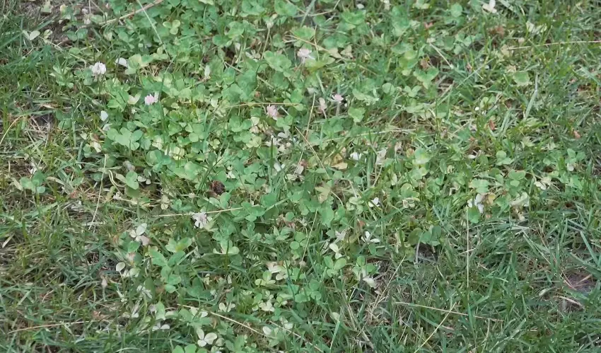 White clover growing in residential lawn